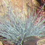 Festuca glauca. Blåsvingel.