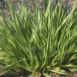 Molinia caerulea "Variegata"