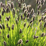 Sesleria heufleriana. Kurilerbambu.