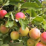 pap-malus_erstaa