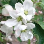 pap-malus_erstaa1