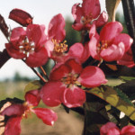 pap-malus_makamik