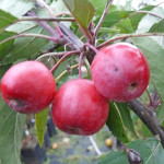 pap-malus_makamik1