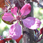 pap-malus_rubin