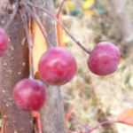 pap-malus_rubin1
