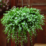 Bacopa_vit