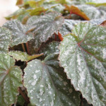 Begonia_gryphon