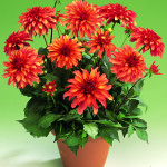 Dalia_dahlina_orange