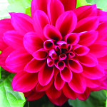 Dalia_dahlina_purpur