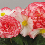 Knolbegonia_non_stop_rose_petticoat