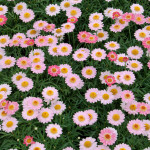 Margerit_larita_salmonpink