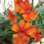 Nemesia_kumquat