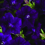 Petunia_blanket_midnight_velvet