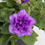 Petunia_sweetsunshine_provence