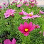 Rosenkära_rosa