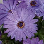 Spansk_margerit_blue