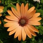 Spansk_margerit_orangebronce