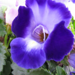 Torenia_bla