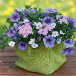 Trixi_blueberryparfait
