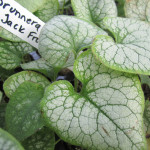 Brunnera_jack_frost
