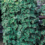 Glechoma Variegata