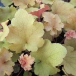 Heuchera_marmelade