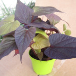 Ipomoea_sweet_heart_purple