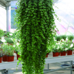 Satureja_douglasii_indian_mint