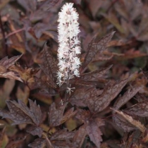 Actaea simplex ”Pink spike”