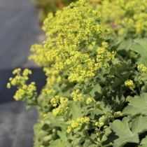 Alchemilla mollis Jätte daggkåpa