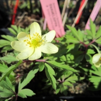 Anemone lipsiensis "Schwefelfeuer"