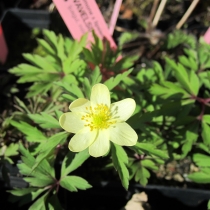 Anemone lipsiensis "Schwefelfeuer"