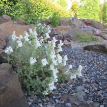 antirrhinum_sempervirens