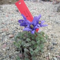 Aquilegia jonesii Akleja