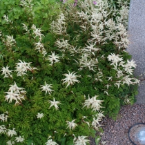 Aruncus aethusifolius Koreansk plymspirea