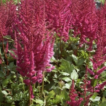 Astilbe chinensis ”Vision in red” Plymastilbe