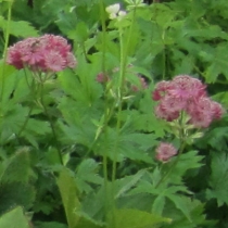 Astrantia major "Lars" Stjärnflocka