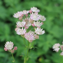 Astrantia major ”Star of royals” Stjärnflocka