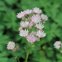 Astrantia major ”Star of royals” Stjärnflocka