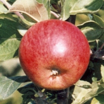 Pirja