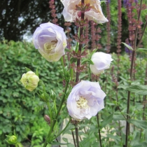Campanula persicifolia "Snövit" Storklocka