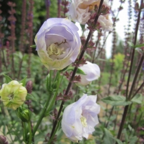 Campanula persicifolia "Snövit" Storklocka