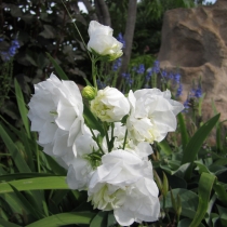 Campanula persicifolia "Snövit" Storklocka