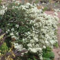 Clematis recta ”Purpurea”