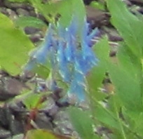 Corydalis elata omeiana Himmelsnunneört