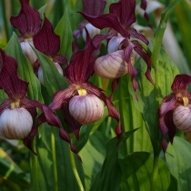 Cypripedium ”Gisela” Trädgårds guckusko