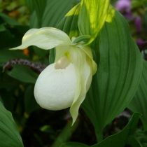 Cypripedium ”Sabine pastel” Trädgårds guckusko