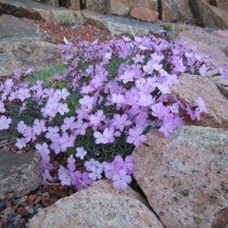 Dianthus gratianopolitanus "Rosa feder" Bergsnejlika