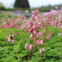 Dicentra exima Fänrikshjärta