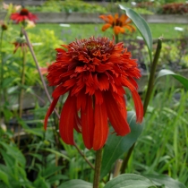 Echinacea ”Hot papaya” Solhatt